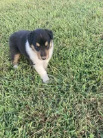 Fletch, a male Collie for sale in Guntersville, AL – 3 of 9