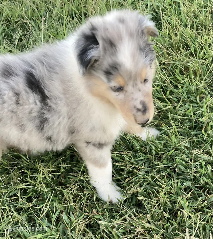 Freckles – Collie puppy on hold in Guntersville, AL