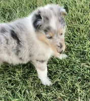 Freckles, a male Collie for sale in Guntersville, AL – 1 of 5