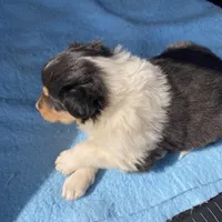 Emry, a male Collie for sale in Guntersville, AL – Photo 2 of 7