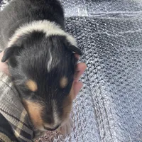 Emry, a male Collie for sale in Guntersville, AL – Photo 5 of 7