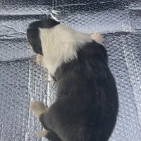 Emry, a male Collie for sale in Guntersville, AL – Photo 6 of 7