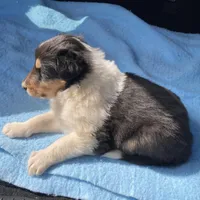 Emry, a male Collie for sale in Guntersville, AL – Photo 4 of 7