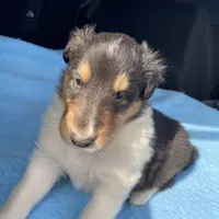 Emry, a male Collie for sale in Guntersville, AL – Photo 3 of 7