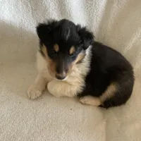 Emry, a male Collie for sale in Guntersville, AL – Photo 1 of 7