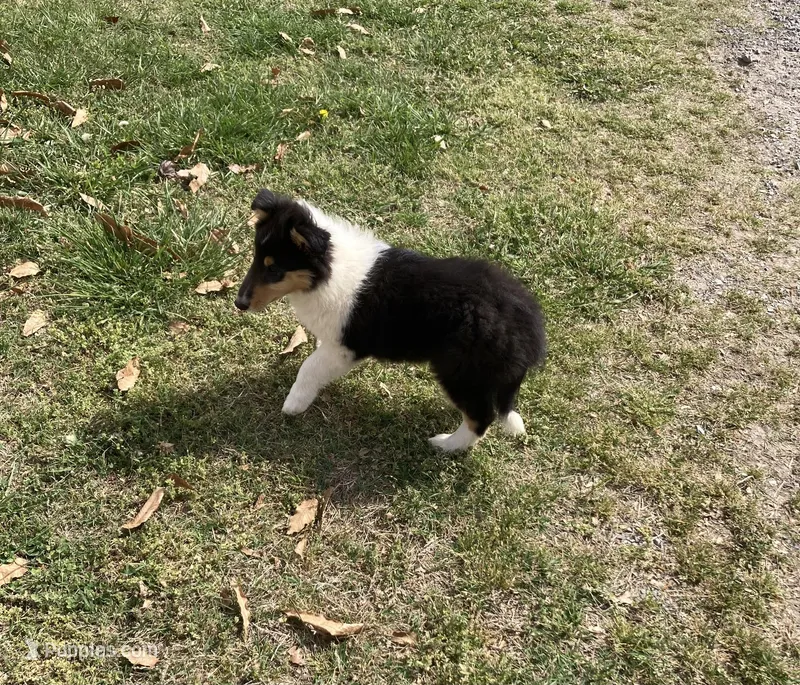 Emry – Collie puppy for sale in Guntersville, AL