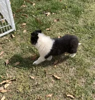 Emry, a male Collie for sale in Guntersville, AL – 2 of 9