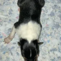 Emry, a male Collie for sale in Guntersville, AL – Photo 7 of 7