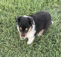 Fletch, a male Collie for sale in Guntersville, AL – 2 of 9
