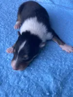 Fenn, a male Collie for sale in Guntersville, AL – 2 of 2