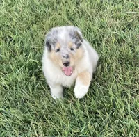 Freckles, a male Collie for sale in Guntersville, AL – 2 of 5