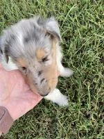Forrest, a male Collie for sale in Guntersville, AL – 2 of 9