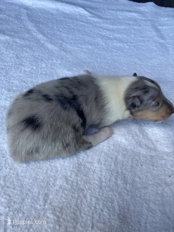 Forrest – Collie puppy for sale in Guntersville, AL