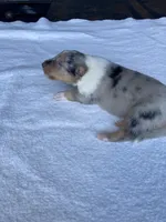Freckles, a male Collie for sale in Guntersville, AL – 5 of 5