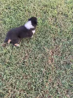 Felix, a male Collie for sale in Guntersville, AL – 4 of 9