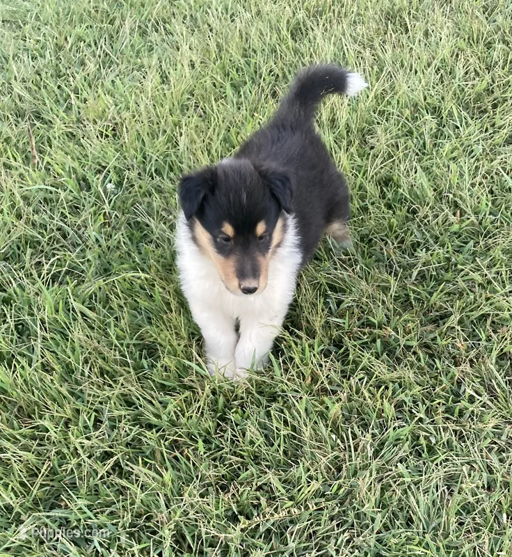 Fletch – Collie puppy for sale in Guntersville, AL