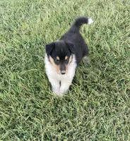 Fletch, a male Collie for sale in Guntersville, AL – 1 of 9