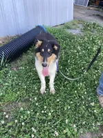 Emry, a male Collie for sale in Guntersville, AL – 2 of 9