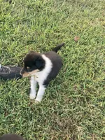 Felix, a male Collie for sale in Guntersville, AL – 5 of 9