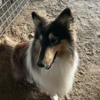 Elias-AKC & SCPS reg -Micrchip, a male Collie for sale in Guntersville, AL – Photo 3 of 4