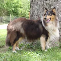 Elias-AKC & SCPS reg -Micrchip, a male Collie for sale in Guntersville, AL – Photo 4 of 4