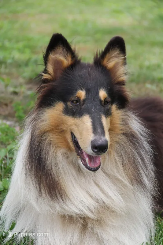 Elias-AKC & SCPS reg -Micrchip