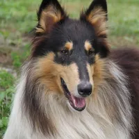 Elias-AKC & SCPS reg -Micrchip, a male Collie for sale in Guntersville, AL – Photo 1 of 4