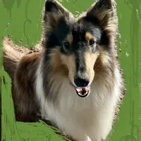 Elias-AKC & SCPS reg -Micrchip, a male Collie for sale in Guntersville, AL – Photo 2 of 4