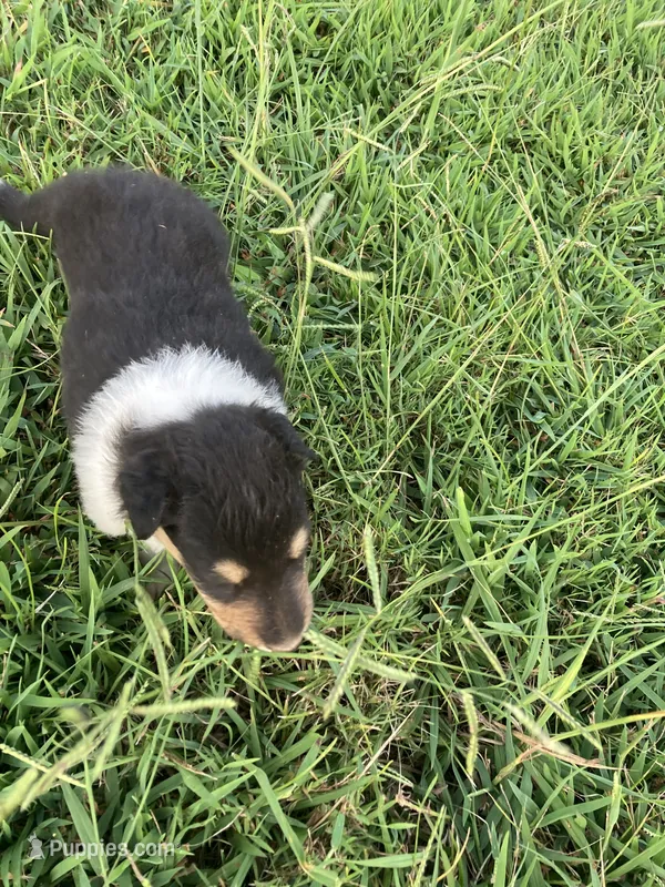 Fletch – Collie puppy for sale in Guntersville, AL