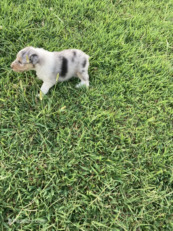 Forrest – Collie puppy for sale in Guntersville, AL