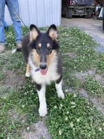 East, a male Collie for sale in Guntersville, AL – 1 of 9