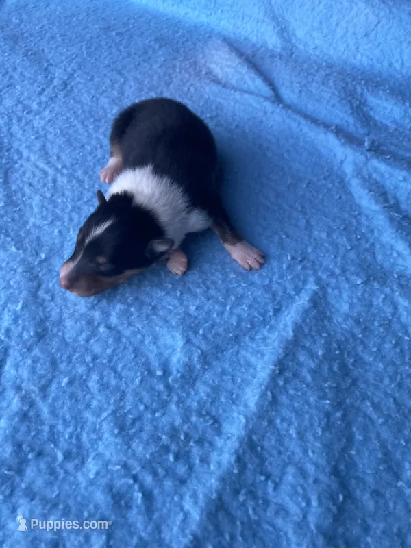 Fenn – Collie puppy for sale in Guntersville, AL