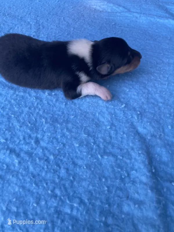 Felix – Collie puppy for sale in Guntersville, AL