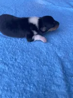 Felix, a male Collie for sale in Guntersville, AL – 1 of 2