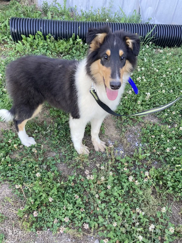 Emry – Collie puppy for sale in Guntersville, AL