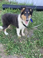 Emry, a male Collie for sale in Guntersville, AL – 1 of 9