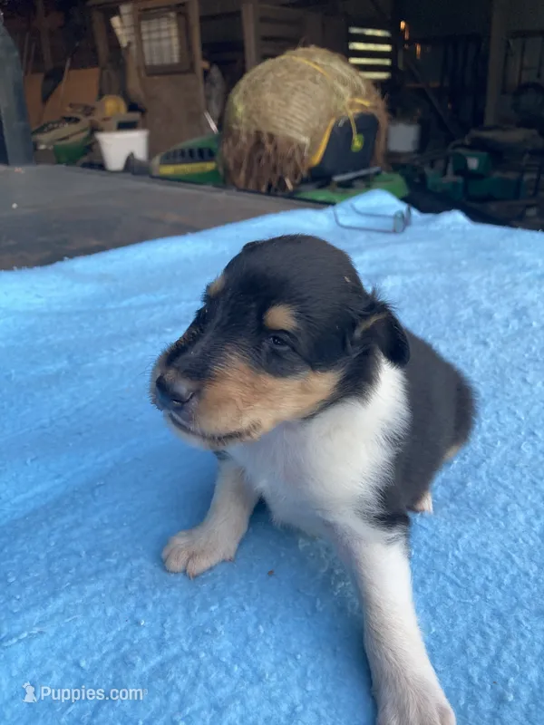 Felix – Collie puppy for sale in Guntersville, AL