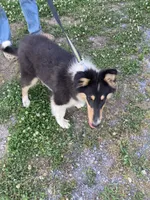 Ellen, a female Collie for sale in Guntersville, AL – 2 of 10