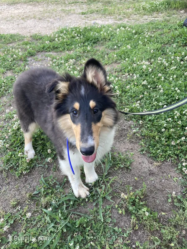 Ellen, a female Collie for sale in Guntersville, AL – 1 of 10