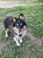 Ellen, a female Collie for sale in Guntersville, AL – 1 of 10
