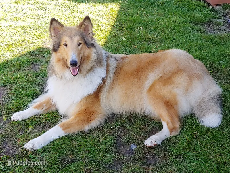 Johari AKC reg. (Microchipped)