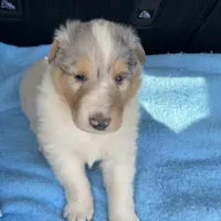 Ely, a male Collie for sale in Guntersville, AL – Photo 4 of 9