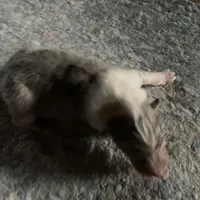 Ely, a male Collie for sale in Guntersville, AL – Photo 6 of 9