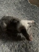 processed/41613500-7196-4cec-8b93-f33656dfd3aa/listing/f123d58c-aa07-4842-80dd-23e67a946af8/1cba3360-ce4d-4ad0-b715-bd46af31b234