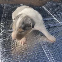 Ely, a male Collie for sale in Guntersville, AL – Photo 7 of 9