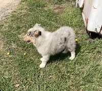 Ely, a male Collie for sale in Guntersville, AL – Photo 2 of 9