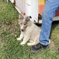 Ely, a male Collie for sale in Guntersville, AL – Photo 1 of 9