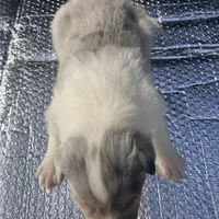 Ely, a male Collie for sale in Guntersville, AL – Photo 8 of 9