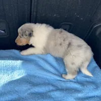 Ely, a male Collie for sale in Guntersville, AL – Photo 5 of 9