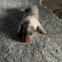 Ely, a male Collie for sale in Guntersville, AL – Photo 9 of 9